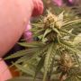 420Gurke