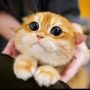 Sweetpat4455