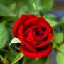 IVYLOV