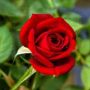 sweetlonglove