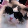 Baby Cat