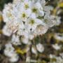 Snow_drop