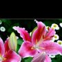 Stargazer