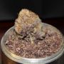 Way2Blunt