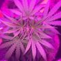 HippieTrippyStoners