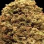 Budsforcheap