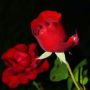 Rentiria001
