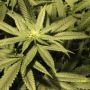 gcc420_