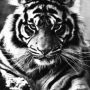Smokingtiger