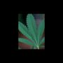 Smiles420