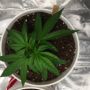 UrHighNess82