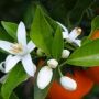 OrangeBlossom