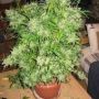 cannibisgirl30